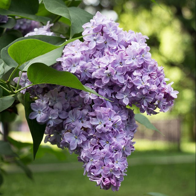 Flieder Lavender Lady Syringa als Zierstrauch in Violett von Mein schöner Garten Shop - Bild 1