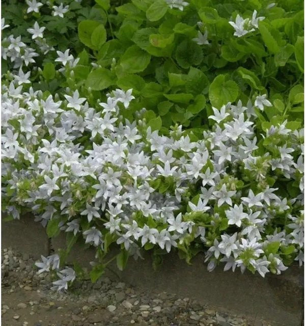 Glockenblume Campanula poscharskyana E.H. Frost von Nr-01.de als mehrjährige Bodendecker-Pflanze für Garten und Steingarten - Bild 1