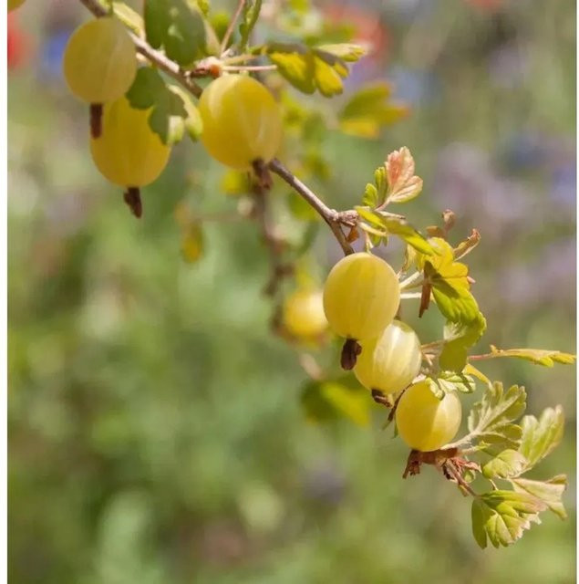 Stachelbeere Mucurines Ribes uva-crispa Beerenstrauch - Bild 1
