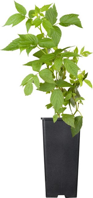 GROW by OBI Bio Himbeere Heritage Rubus idaeus im Topf - Bild 1