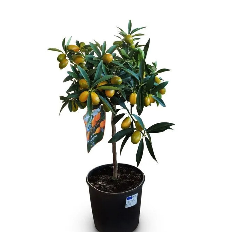 Sunny-Tree Kumquat Fortunella Zitrusbaum mit Obst, 3 Jahre alt, Höhe: 90 cm - Bild 2