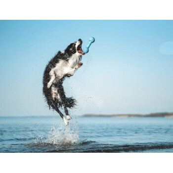 Wolters Dog Fun Gym Hundezubehör, aqua - Bild 2