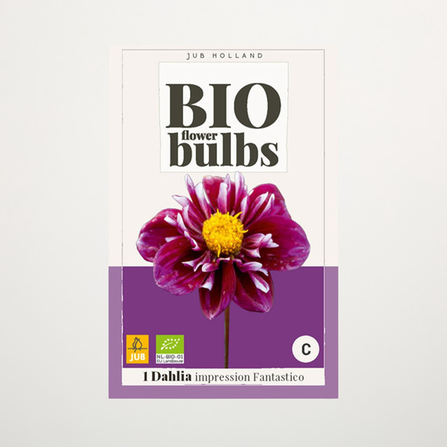BIO Dahlie Impression Fantastico Knolle von BLUME2000 - Bild 1