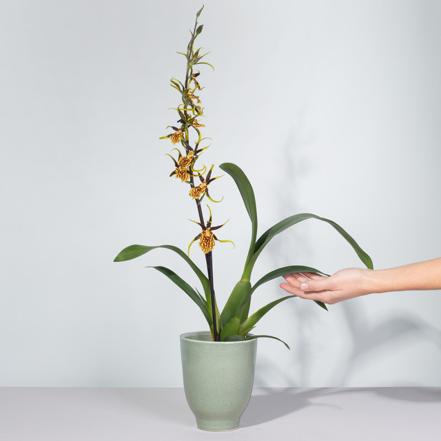 Cambria-Orchidee Mystic Maze von BLUME2000 in Gelb mit sternförmigen Blüten - Bild 1