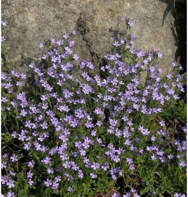 Alpenbalsam Erinus alpinus lila Stauden für den Garten - Bild 1