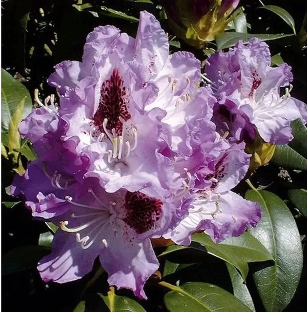 Großblumiger Rhododendron Blue Peter Alpenrose in Blau und Violett von Nr-01.de - Bild 1