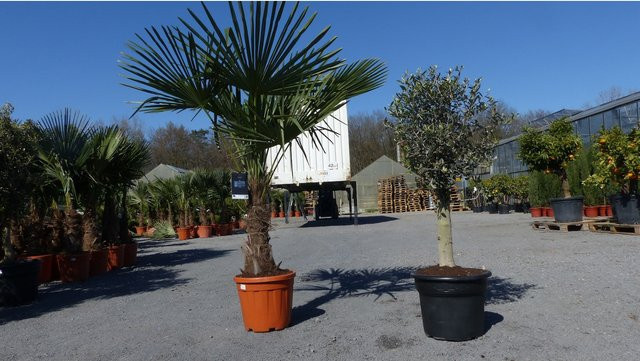 Set aus winterhartem Olivenbaum Olea Europaea und XXL Palme Trachycarpus in Grünwaren, Höhe: 160 cm - Bild 1