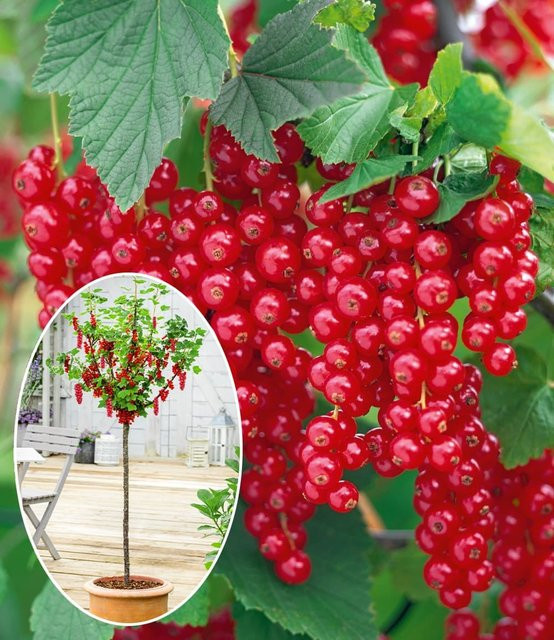 Johannisbeere-Stämmchen Rote Rovada - Bild 1