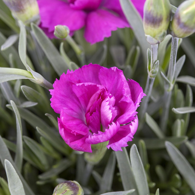 3er Set Gartennelke Violet Wonder von BLUME2000 als mehrjährige Zierpflanze für Gartenbeete, Blumenkübel und Balkonkästen - Bild 1