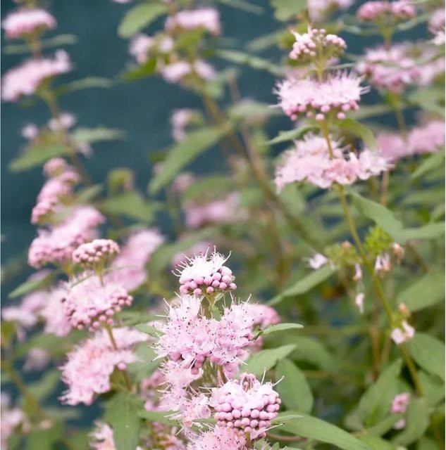 Caryopteris clandonensis Bartblume Stephi, pinker Strauch, Höhe: 40-60 cm - Bild 1