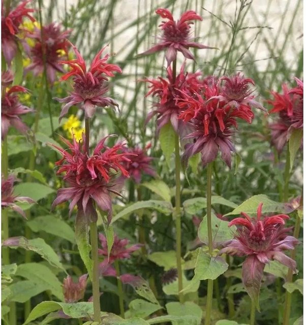 Monarda fistulosa Cambridge Scarlet Indianernessel als rote mehrjährige Staude für Rabatten und Staudenbeete - Bild 1