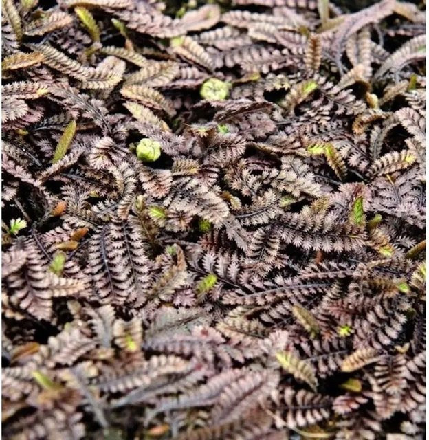 Leptinella potentillina Bodendecker als feines Fiederpolster für Steingärten und Rasenersatz - Bild 1