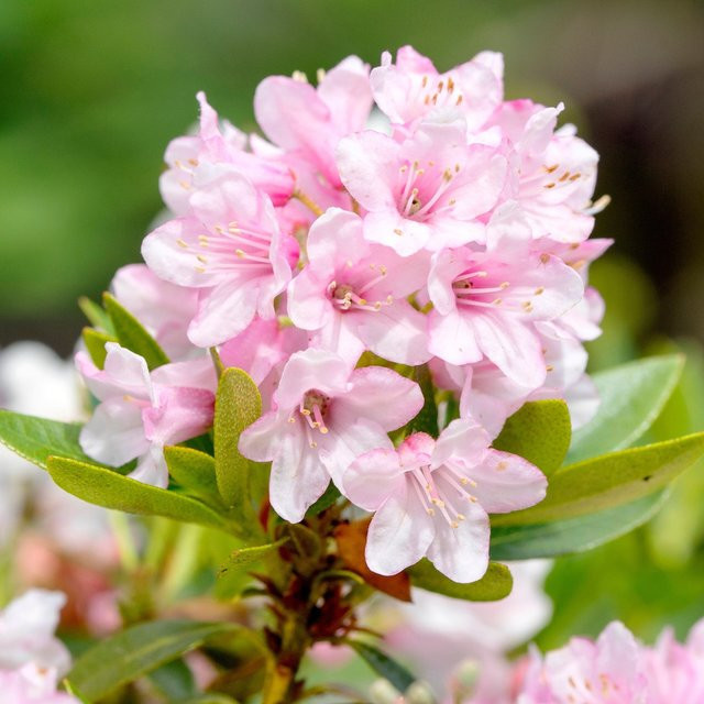 Bloombux Rhododendron micranthum Zierstrauch, 10er Set, pflegeleicht - Bild 1