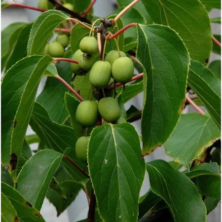 Die Nr-01.de Traubenkiwi Red Jumbo Actinidia arguta Beerenstrauch in Rot, Höhe: 125-150 cm