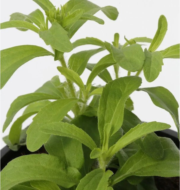 Stevia rebaudiana Süßkraut von Die Nr-01.de, mehrjährige Zierpflanze in Grün und Weiß - Bild 1