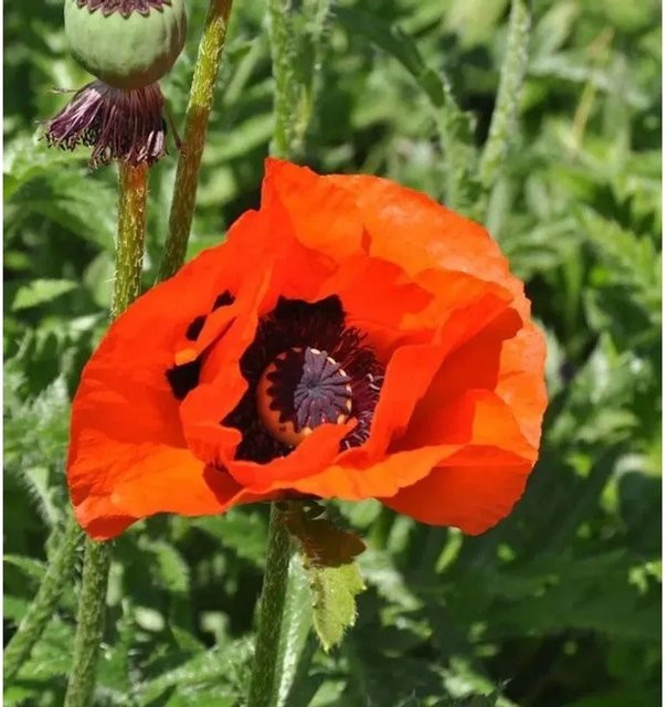 Türkischer Mohn Brilliant Papaver orientale als mehrjährige Pflanze für Garten und Beet - Bild 1