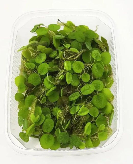 Dennerle Plants Salvinia minima Kleiner Büschelfarn Aquariumpflanze Grün - Bild 1