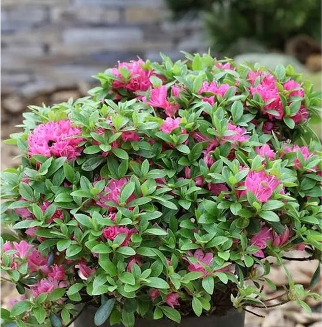 Japanische Azalee Diamant Rot Rhododendron obtusum Zwerg Alpenrose von Nr-01.de - Bild 1