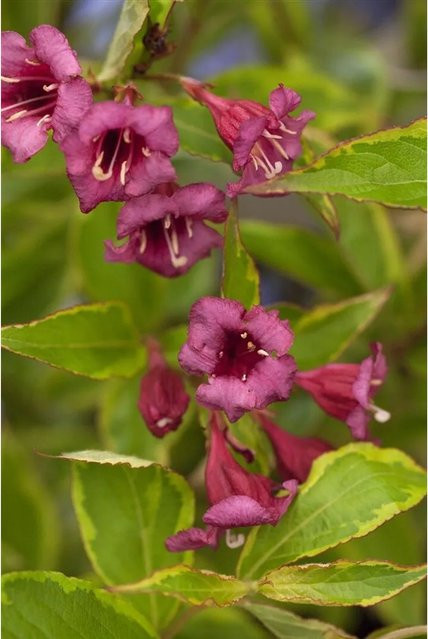 Weigela Florida Brigela Weigelie Buntlaubiger Zierstrauch mit rosa und gelben Blüten, Höhe: 125–150 cm - Bild 1