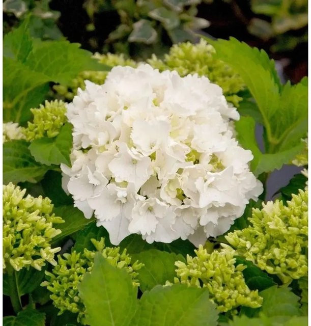 Bauernhortensie Bright White Hydrangea macrophylla in Weiß für deinen Garten - Bild 1