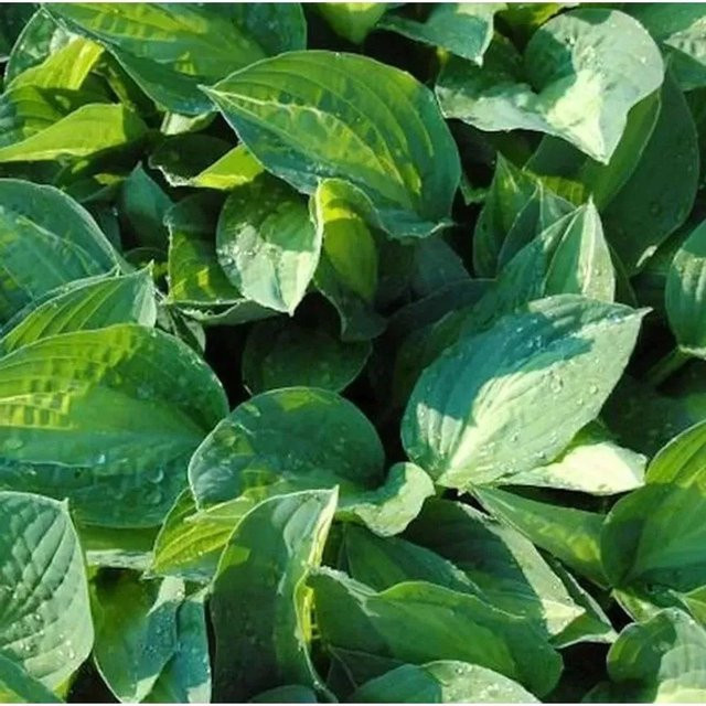 Hosta nigrescens Funkie Striptease Grüne Staude für den Garten - Bild 1