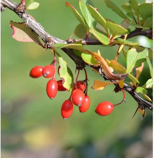 Grüne Heckenbeberitze Berberis thunbergii Strauch für deine Hecke von Nr-01.de - Bild 1