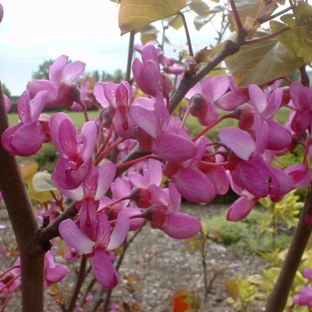 Arborix Judasbaum Cercis siliquastrum Kleinbaum mit rosa Blüten im Container, Höhe: 40 bis 50 cm - Bild 1