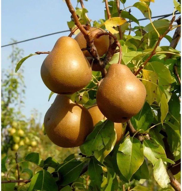 Nashbirne Pyrus communis Obstbaum von Nr-01.de für den Garten - Bild 1