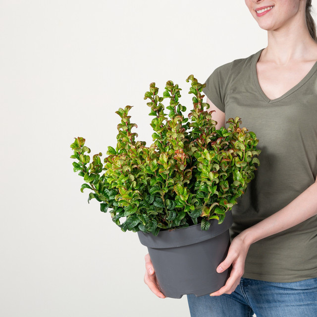 Traubenmyrte Curly Red Leucothoe axillaris von BLUME2000 - Bild 1