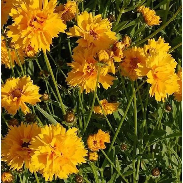 Coreopsis grandiflora Mädchenauge Sunray gelbe Staude für Beet und Schnittpflanze - Bild 1
