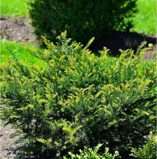 Taxus baccata Eibe Renkes Kleiner Grüner Heckenpflanze als Formgehölz, Höhe: 25-30 cm - Bild 1