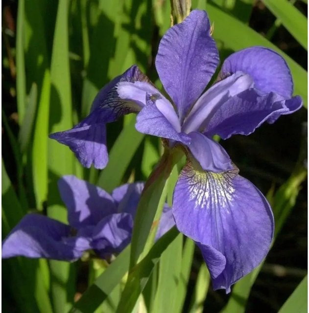 Sibirische Schwertlilie My Love Iris sibirica lila Stauden für den Garten von Nr-01.de - Bild 1