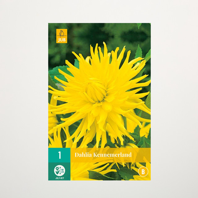 Kaktus-Dahlie Kennemerland Knolle von BLUME2000 - Bild 1