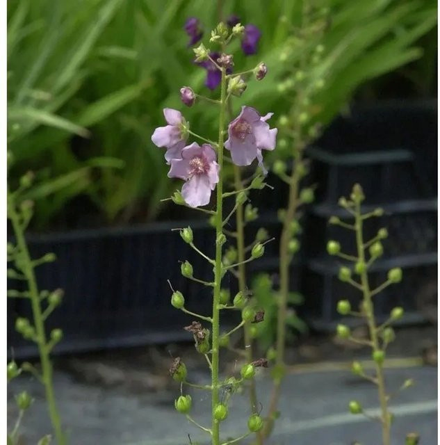 Phönizische Königskerze Verbascum phoeniceum von Nr-01.de als mehrjährige Solitärpflanze in Violett, Rosa, Weiß und Purple - Bild 1
