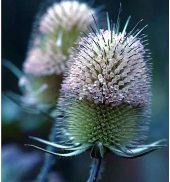 Kardendistel Dipsacus sativus von Nr-01.de als mehrjährige Pflanze für Garten und Trockenfloristik - Bild 1