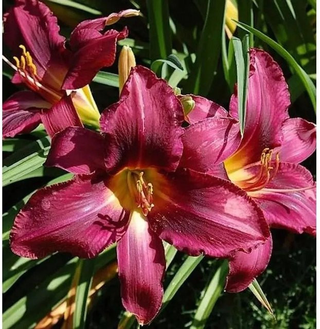Hemerocallis Taglilie Russian Rhapsody lila Staudenpflanze für Beet und Garten - Bild 1