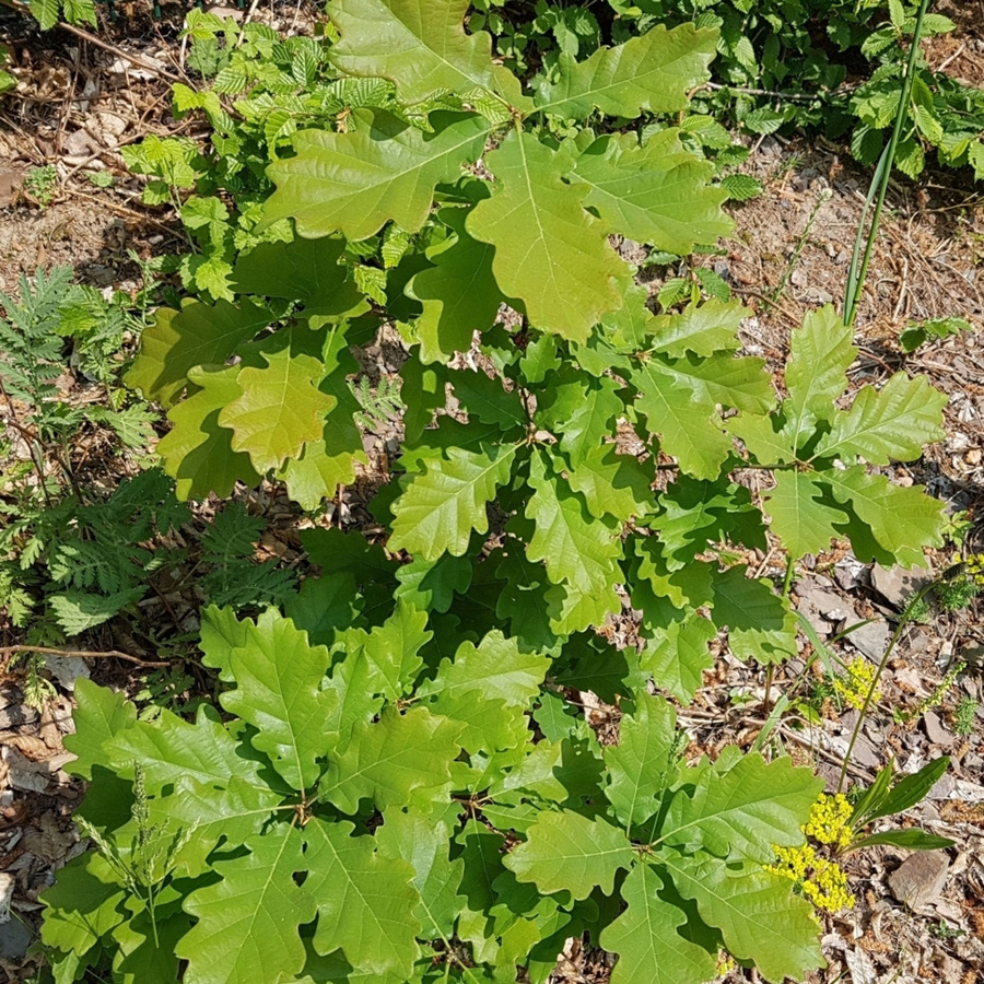 BIO Stieleiche Quercus als Baum von Kwekerij Koperwiek - Bild 2
