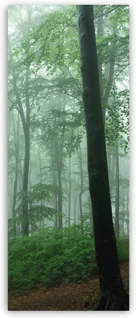 Walllux Duschrückwand Nebel im Wald aus Alu-Verbund, Breite: 100 cm, Höhe: 255 cm - Bild 1