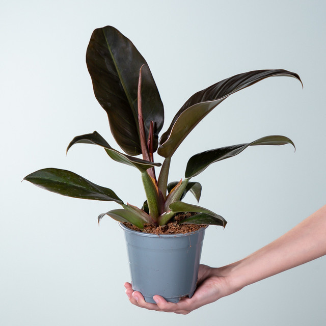 Philodendron Imperial Red Zimmerpflanze von BLUME2000 in Rot, Braun und Grün - Bild 1