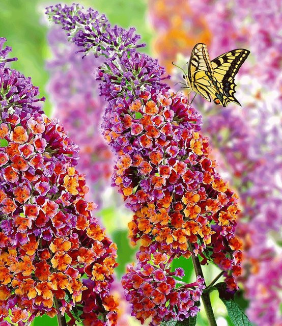 Buddleia Flower-Power im 2-Liter Topf - Bild 1