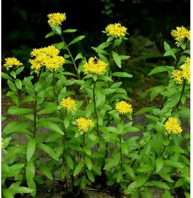Sedum aizoon Großes Gold Fettblatt Euphorbioides Maximum von Nr-01.de in Gold und Gelb-Grün - Bild 1
