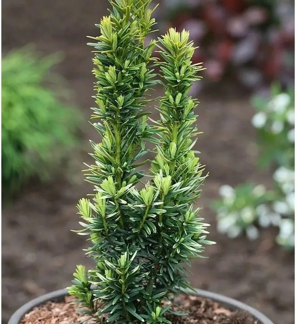 Gelbe Säulen Eibe David Taxus baccata Strauch in Gelb und Grün, Höhe: 40-50 cm - Bild 1