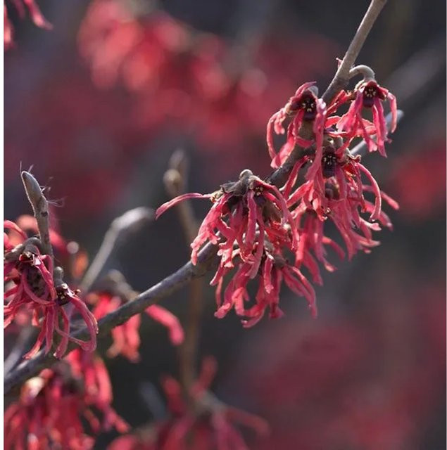Hamamelis intermedia Zaubernuß Amethyst rote Blüten, Großstrauch für deinen Garten - Bild 1