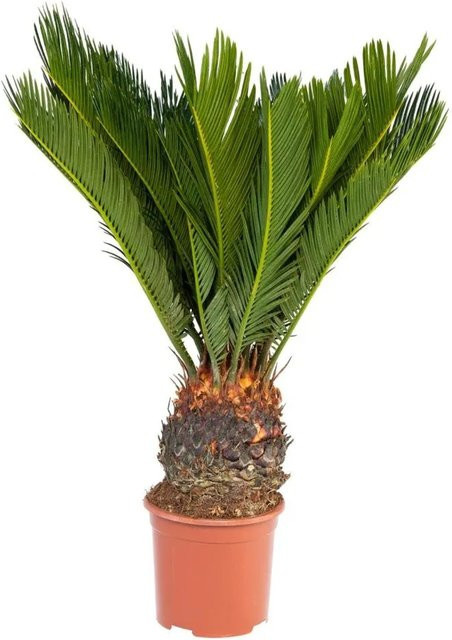 Exotenherz Japanischer Palmfarn Cycas Revoluta im 14cm Topf - Bild 1