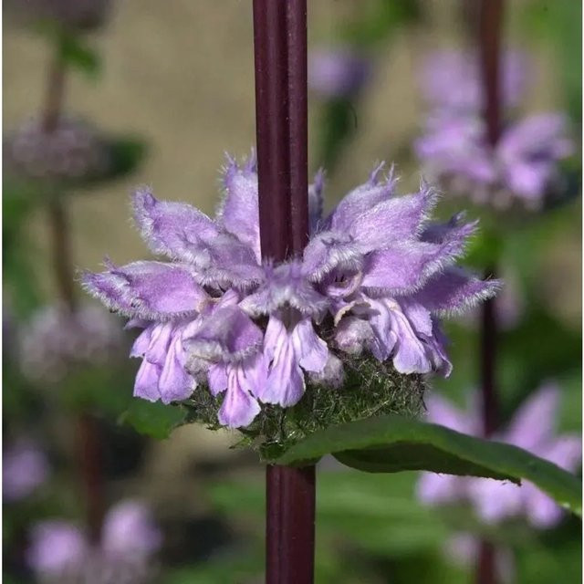 Rosa Brandkraut Amazone Phlomis tuberosa als mehrjährige Schnittblumenpflanze für den Garten - Bild 1