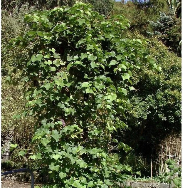 Kernlose Weinrebe Himrod Vitis als Kletterstrauch, grün, 80-100 cm - Bild 1