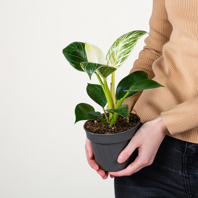 Philodendron Birkin Zimmerpflanze von BLUME2000 in Grün und Weiß - Bild 1