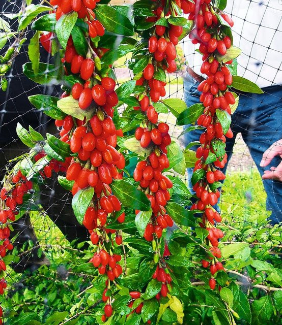 Goji Sweet Lifeberry® - Bild 1
