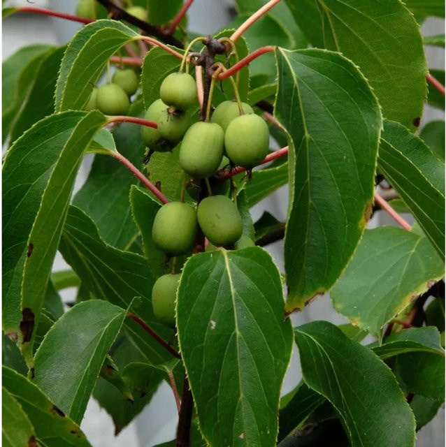 Traubenkiwi Red Jumbo Actinidia arguta Beerenstrauch von Die Nr-01.de - Bild 1