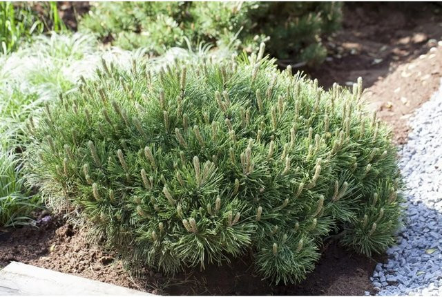 Pinus Mugo Pumilio Bergkiefer Kompakt als grüne Zierkonifere für den Garten, Höhe: 40–50 cm - Bild 1